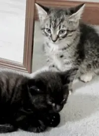 《萌宠记》纪录片：治愈系萌宠的爆笑日常与深情陪伴，唤醒你的爱与感动！